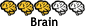 Brain